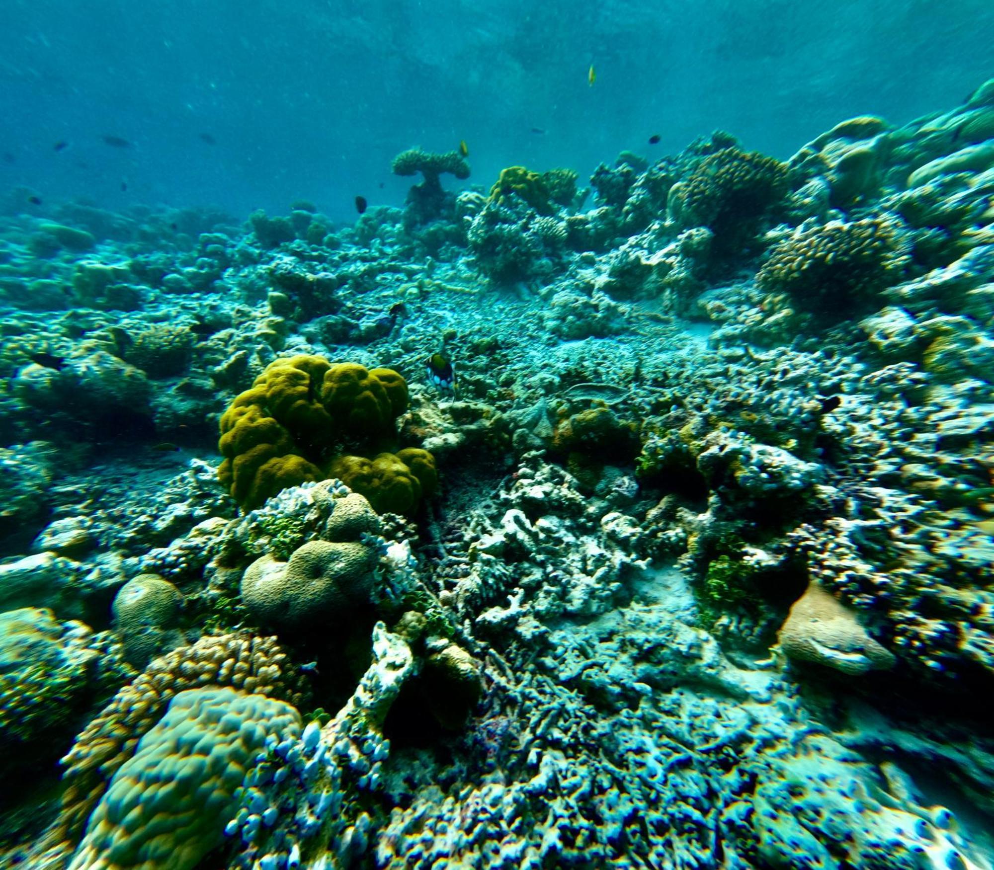 Viva Beach Maldives هانغناميدهو المظهر الخارجي الصورة